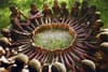 Reciprocal AI: A Positive-Sum Framework: Ubuntu for AI & Humanity