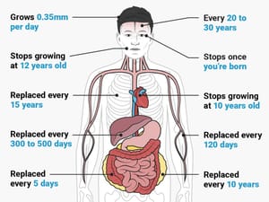 The Biology of 1% Habit stacking each day for 365 days | 37 x Regeneration