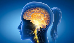 THE 8-DAY NERVOUS SYSTEM RESET OS