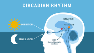 Sleep & Circadian Rhythm Restoration OS